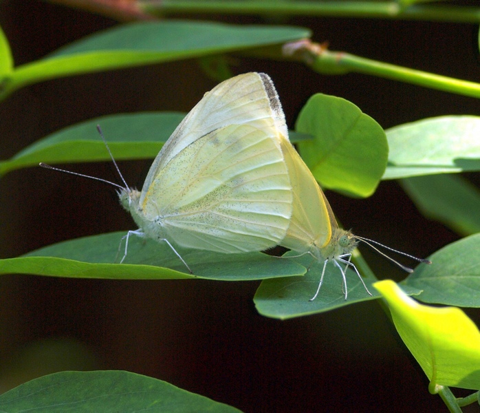 Pieris